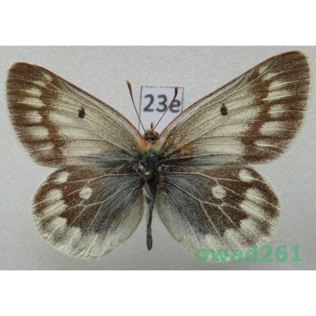Colias nebulosa richthofeni O. Bang-Haas, 1927 China23e